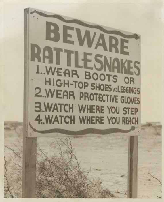 BEWARE! Yes, there WERE ratlesnakes in Texas in the early 1940s, and lots of them around Pyote AAF.
Thus, the nickname ... "Rattlesnake Air Force Base"